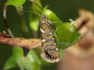 ヘリグロホソハマキモドキ