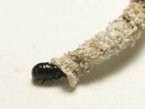 ヒモミノガの一種の幼虫