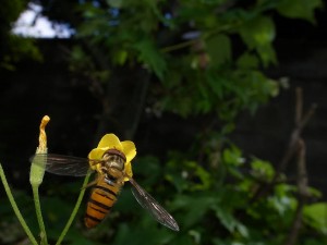 オッタチカタバミとハナアブ