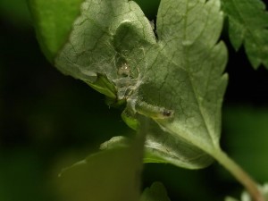 ヒメサザナミハマキ幼虫？