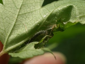 ヒメサザナミハマキ幼虫（たぶん）