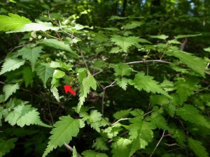 ヒメサザナミハマキ幼虫？