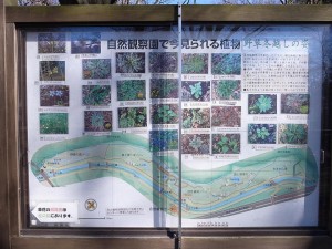 野川公園自然観察園、1月