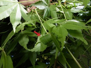 ワカヤマハマキホソガ? Caloptilia wakayamensis?