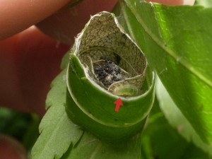 ワカヤマハマキホソガ? Caloptilia wakayamensis?