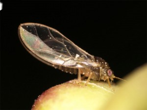 タイワントガリキジラミ　Trioza formosana