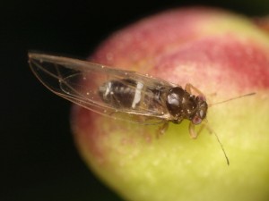 タイワントガリキジラミ Trioza formosana