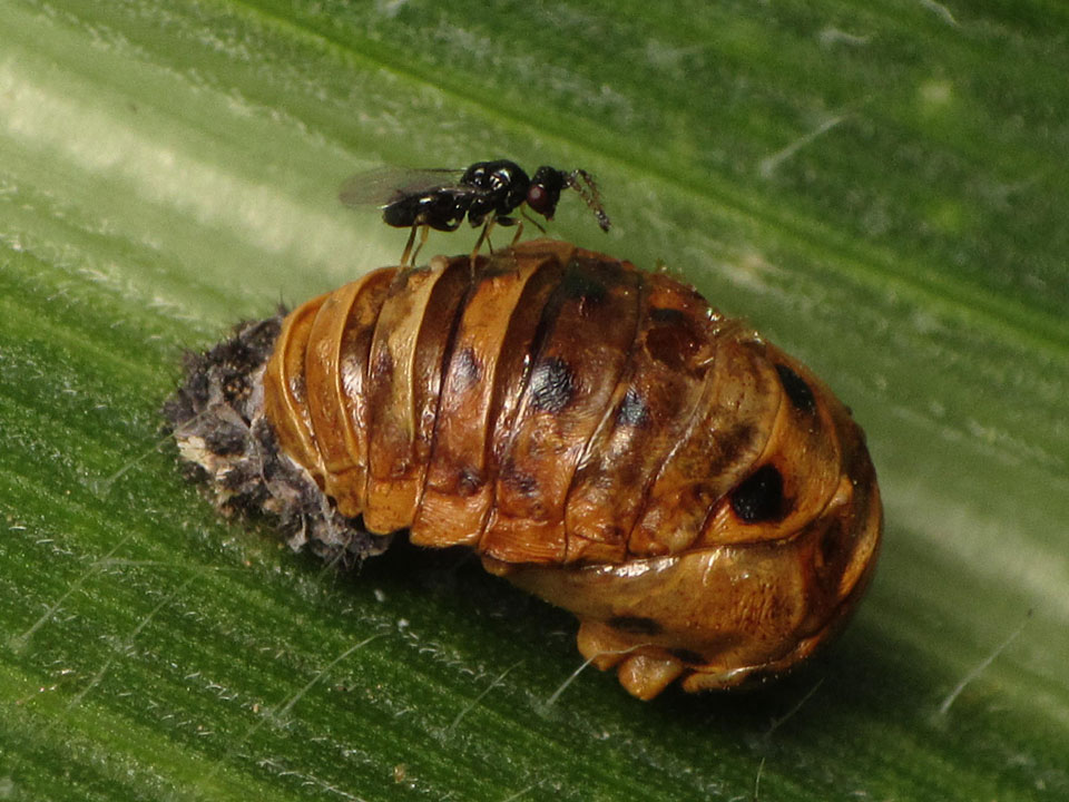 虫 さなぎ てんとう てんとう虫が蛹(さなぎ)から成虫へ… 羽化するまでの期間は？