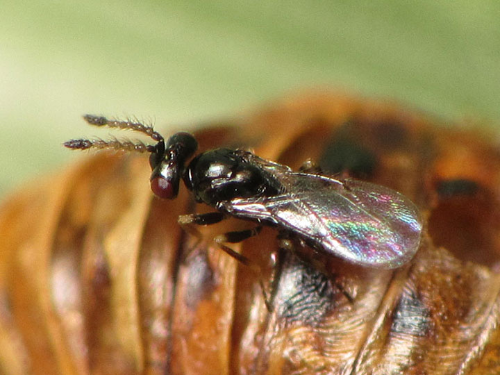 テントウムシの蛹に寄生していた？蜂 – 長坂蛾庭