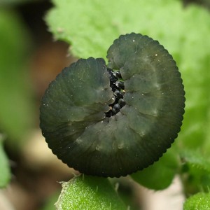 イヌノフグリハバチ幼虫 Athalia kashmirensis