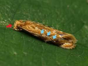 ヒメツマオレガ Dryadaula epischista