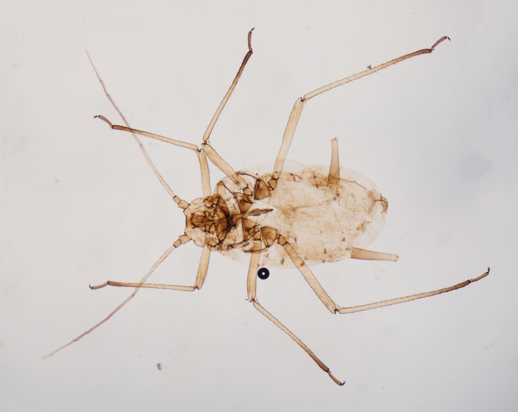 ニッポンオマルアブラムシ? Amphicercidus ?japonica (Hori, 1927) 長坂蛾庭