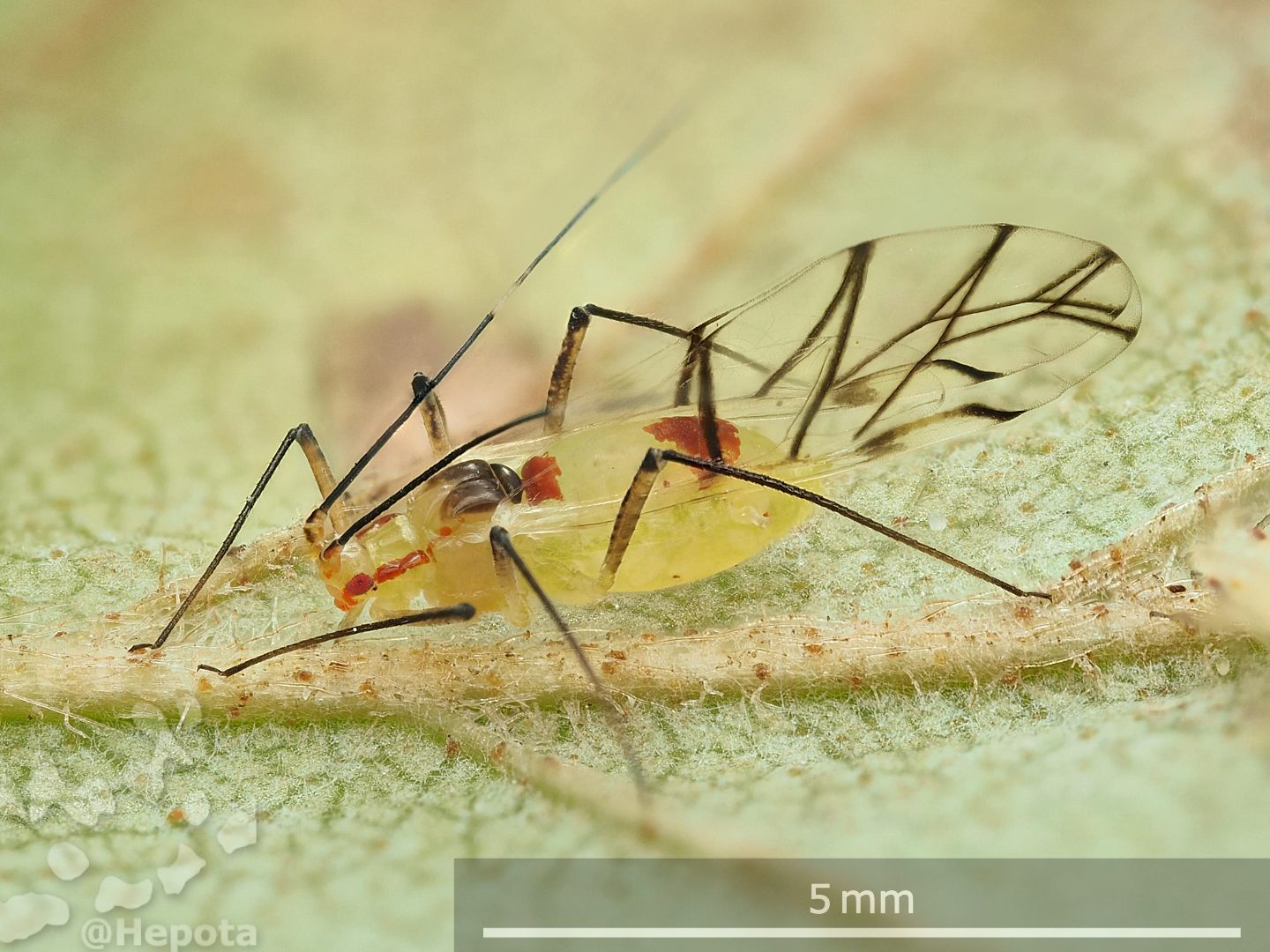 カバヒゲナガマダラアブラムシ Calaphis similis Quednau, 1979