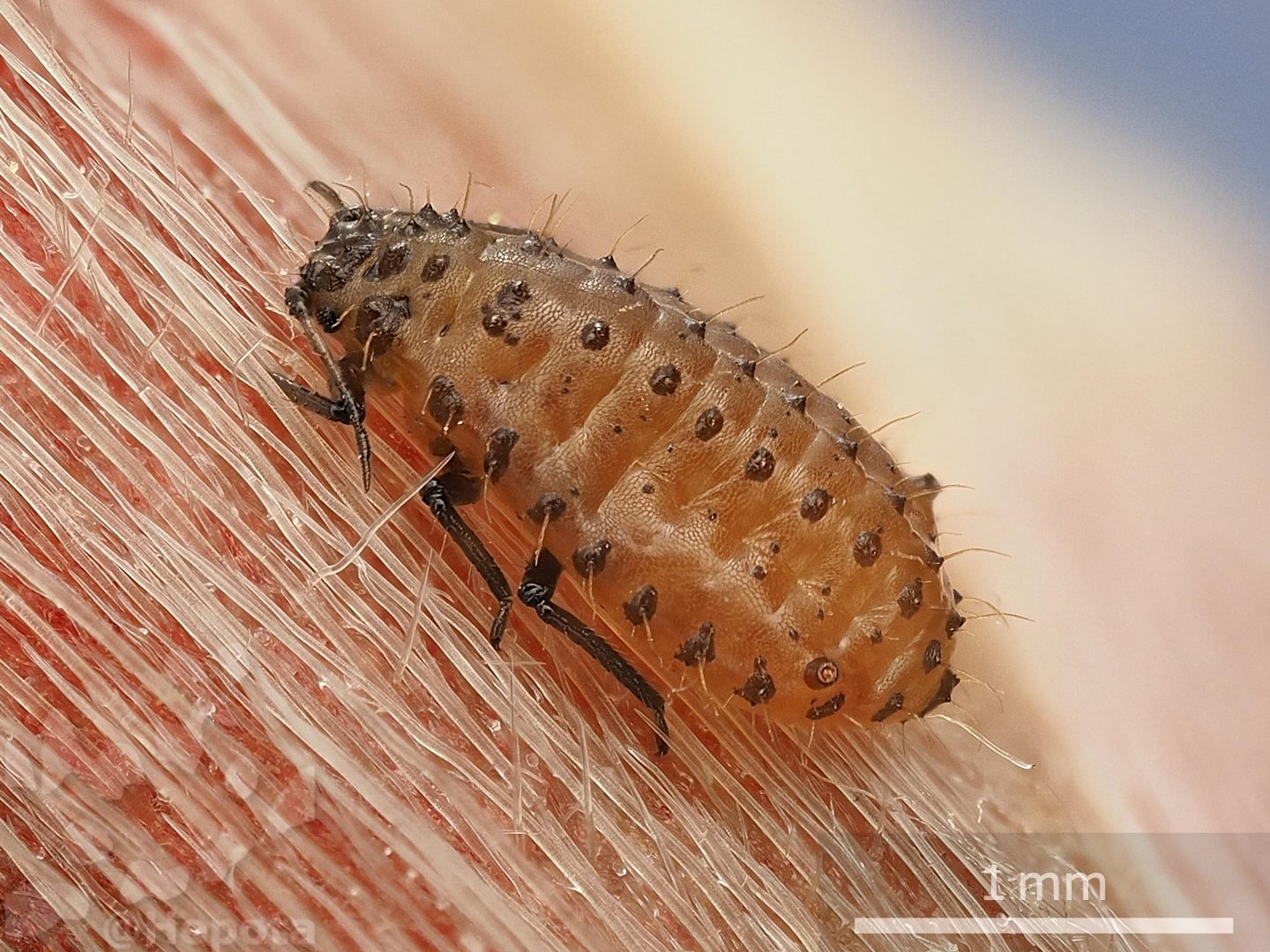 カジカエデニタイケアブラムシ Periphyllus kajicola Sugimoto, 2024